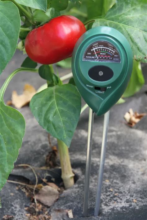 tomatoes measuring soil moisture with a meter|tomato plant moisture level meter.